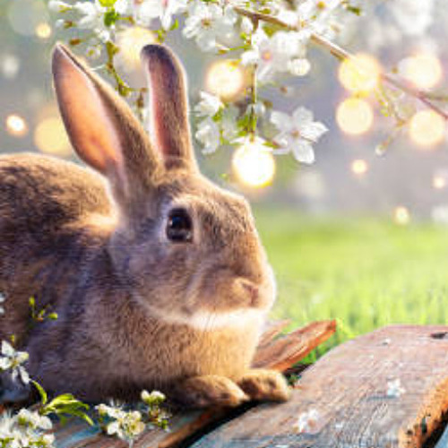 Frohe Ostern!